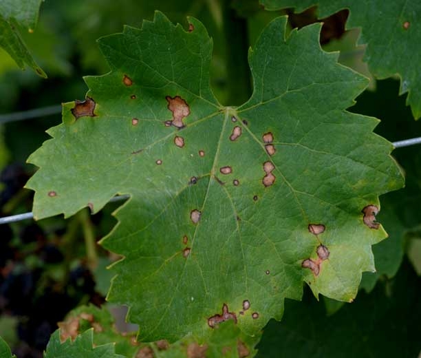 <i>Guignardia bidwelli</i> 45