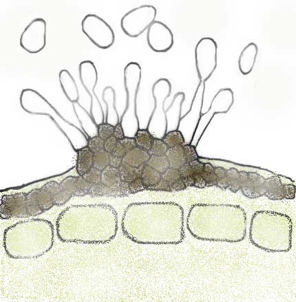 Formation des conidies de la forme anamorphe d'<i><b>Elsinoë ampelina</b></i> (anthracnose)