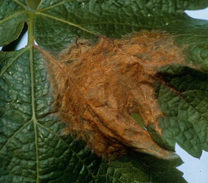 On this more advanced and extensive spot, the necrotic tissue took on a brownish tint.
 <i> <b> Botrytis cinerea </b> </i>