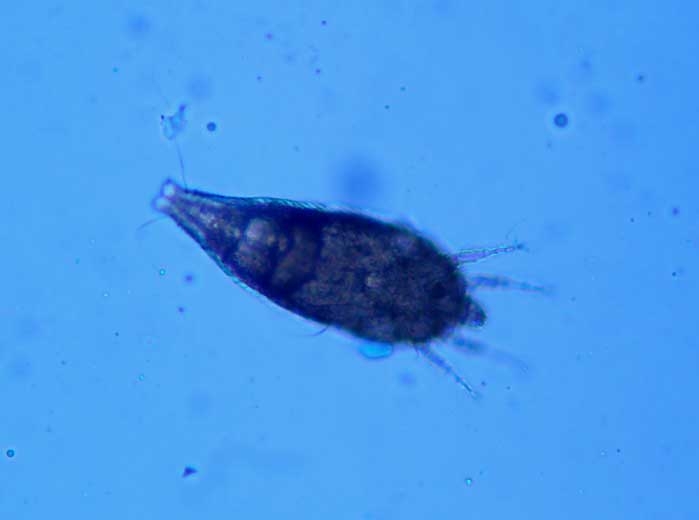 <b><i>Aculops lycopersici</i> </b> (eggplant russet mite) sur eggplant.
