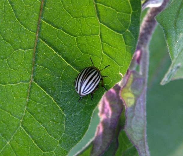 <b>Colorado beetle potato</b> on eggplant.