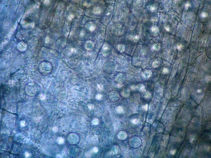<b>Pythiaceae</b> on eggplant.