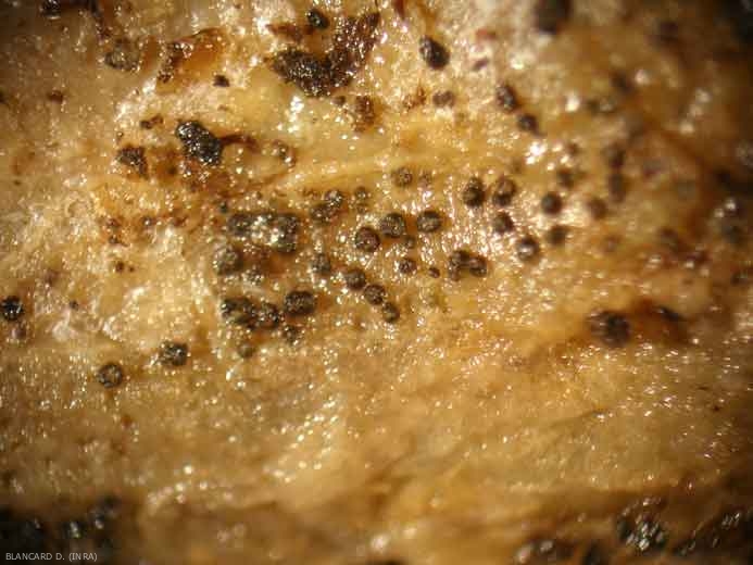 <i><b>Didymella bryoniae</b></i> (gummy stem blight) 1
