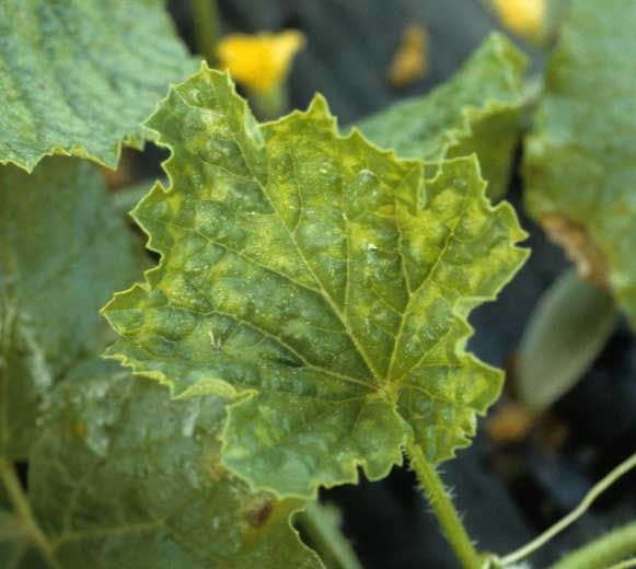Leaf symptoms of <b> Cucumber mosaic virus </b>: deforming mosaic, accompanied by discreet blisters.  (<i> Cucumber mosaic virus </i>, CMV)