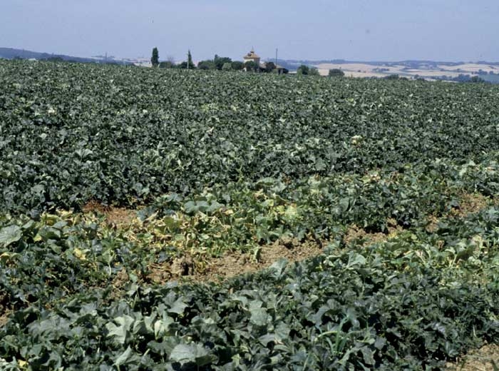 <b><i>Fusarium oxysporum</i> f. sp. <i>melonis</i></b> du melon