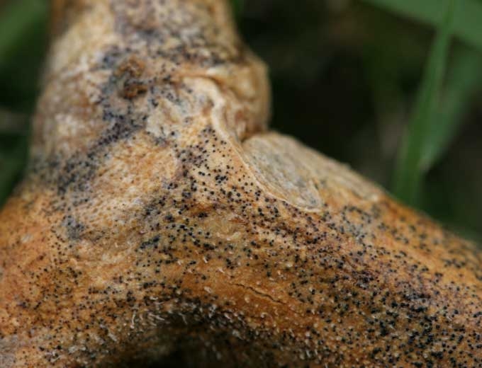 The concentration of microsclerotia can sometimes be high.  <i> <b> Macrophomina phaseolina </b> </i>