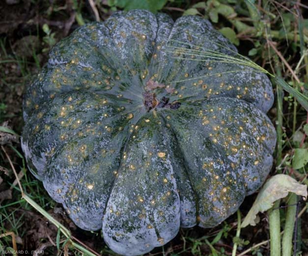 <b><i>Cladosporium cucumerinum</i></b> (cucumber scab) sur courge 1