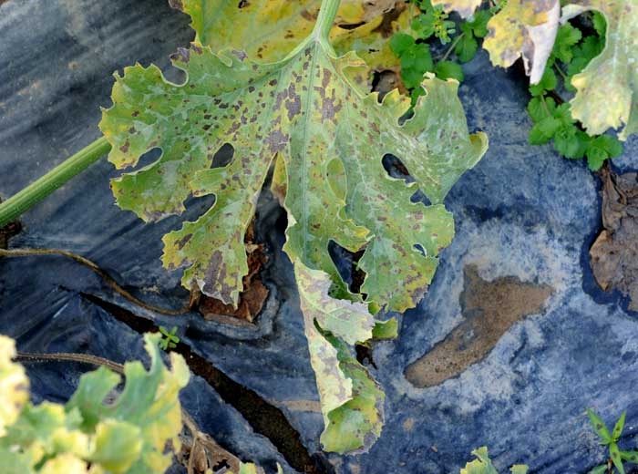 <i><b>Pseudoperonospora cubensis</b></i> (downy mildew) on zucchini leaf 10
