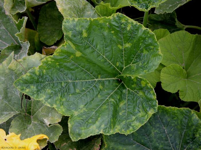 <b> <i>Cucumber mosaic virus</i></b>, (CMV) on squash 1