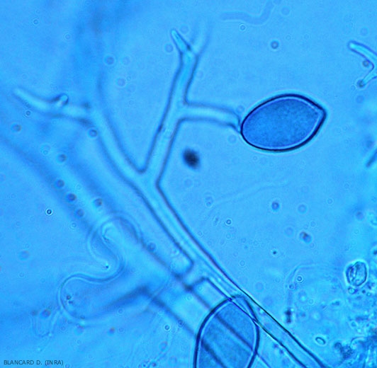 <i><b>Pseudoperonospora cubensis</b></i> 2