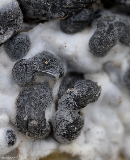 <i><b>Sclerotinia sclerotiorum</b></i> 3