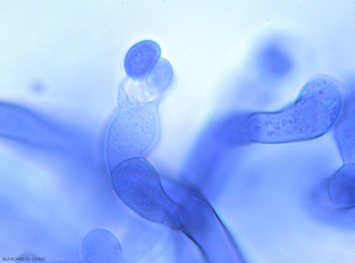 <i><b>Rhizoctonia solani </b></i> 6