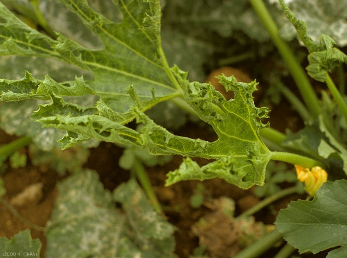 PRSV_Courgette4
