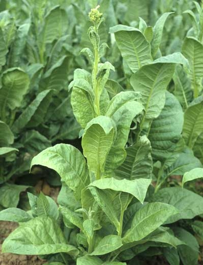 Young, mosaic patterned tobacco leaves tend to curve downwards, this symptom is characteristic of Cucumber mosaic virus (CMV)  