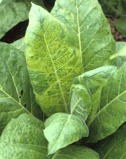 Marked mosaic pattern on a dark tobacco leaf. Cucumber mosaic virus (CMV) 