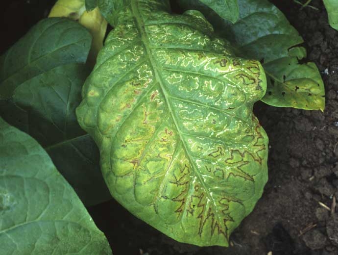 On mature dark tobacco leaves the necrotic lines are irregularly following the main veins creating an oak leaf pattern. 
Cucumber mosaic virus (CMV)