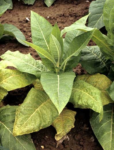 Several chlorotic and necrotic spots cover the mature leaves of this young Burley tobacco plant; some of the lesions are gradually becoming necrotic. Potato virus Y (PVY)
