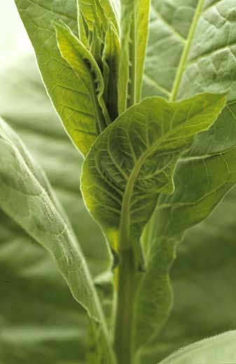 Tomato spotted wilt virus (TSWV): This young leaf, having some veins starting to become necrotic, tends to twist as does the apex of the plant.
