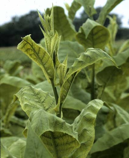 Late appearance of Polyphylla (or Frenching) on tobacco plant: only the apex leaves are chlorosed. 
