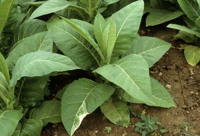 On the leaves of this tobacco leaf one can easily observe a whitish tissue zone devoid of chlorophyllian pigments (Albinism.) Genetic abnormality
