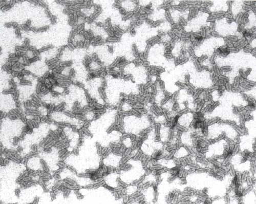 The viral particles of Alfalfa mosaic virus (AMV) are polyhedral and bacilliform, of 18 nm in diameter.

