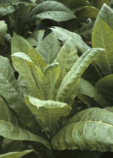Many tobacco leaves show chlorotic spots, vein clearing and mottling.  Tobacco etch virus (TEV)

