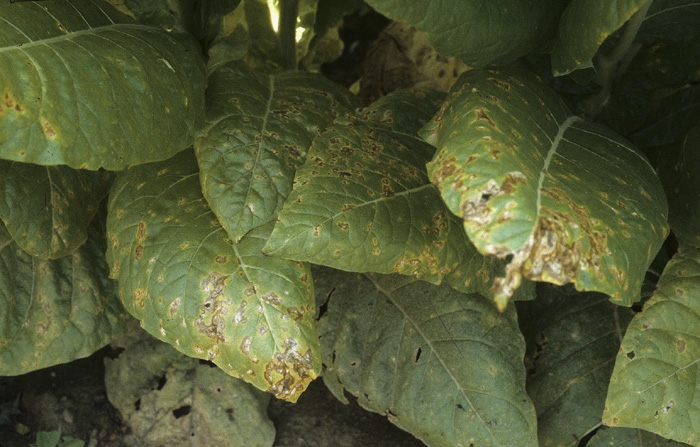 Several leaves are more or less affected, on one of them spots have converged resulting in the loss of a lamina sector that starts to split. <i>Pseudomonas syringae </i>pv. tabaci (wildfire, angular leaf spot)
