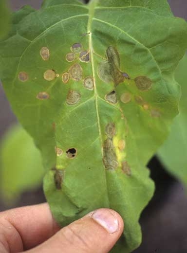 Translucent and brown spots with concentric rings on young nursery seedlings. <i>Thanatephorus cucumeris </i>(target spot)
