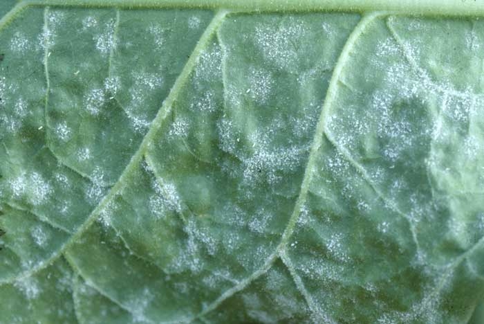 The fungus also colonises the underside of the leaf ; the white powdery aspect of the patches is visible. <b><i>Golovinomyces cichoracearum</i> var. <i>cichoracearum</i></b> (oidium, powdery mildew). 
