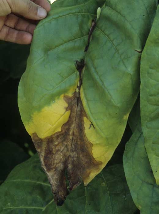 Browning and rotting of the tip and the midrib of a Virginia tobacco leaf. <b><i>Botrytis cinerea</i></b> (Botrytis leaf spot)
