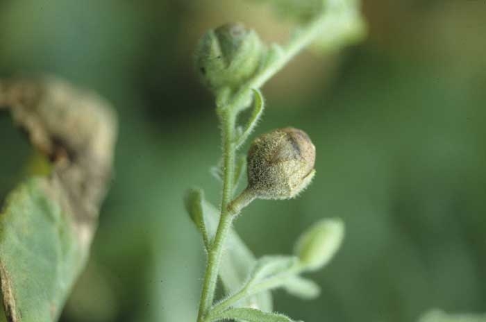 Floral parts may be infected; the rotting of these parts is feared by breeders and seed producers. <b><i>Botrytis cinerea</i></b> (grey mould)

