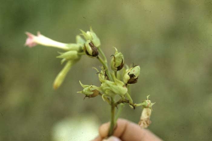 Colonisation of sepals and peduncles by the bacterium; they turn black. <i><b>Pectobacterium</i> sp.</b> (anc. <i>Erwinia</i> sp.)
