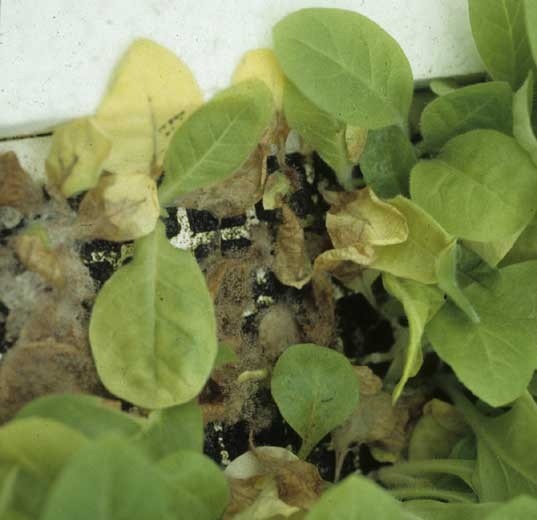 Rot and mould on a floating seedbed tray. <b><i>Botrytis cinerea</i></b>
