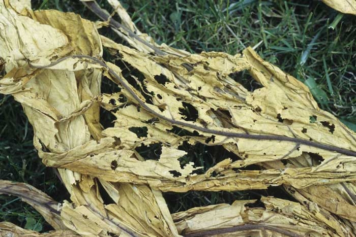 The larvae of <i><b>Ephestia elutella</b></i>, a very small lepidoptera, mainly devours the leaf parenchyma, leaving untouched the veins and midribs.