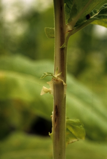 The stem shows longitudinal browning on some sectors and sometimes even elongated canker alterations. <b><i>Peronospora hyoscyami</i> f. sp. <i>tabacina</i></b> (tobacco blue mould, downy mildew)
