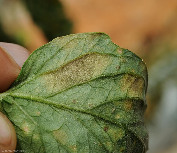 Détail d'une tache sporulée à la face inférieure du limbe. Un duvet noirâtre peut être distingué.
Pseudocercospora fuligena (cercosporiose)