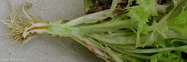 Bandeau_verticillium