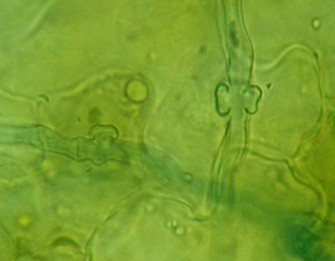 Oidium4