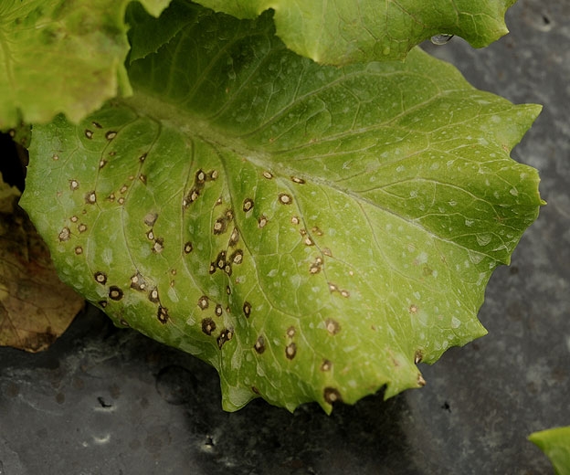 Cercospora10