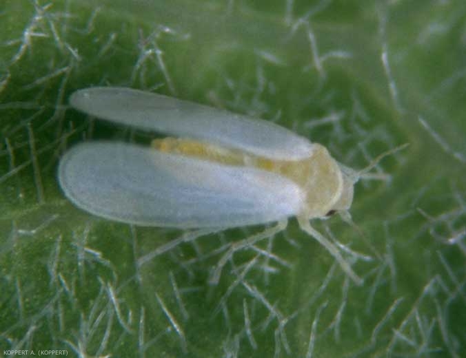 Aleurode5