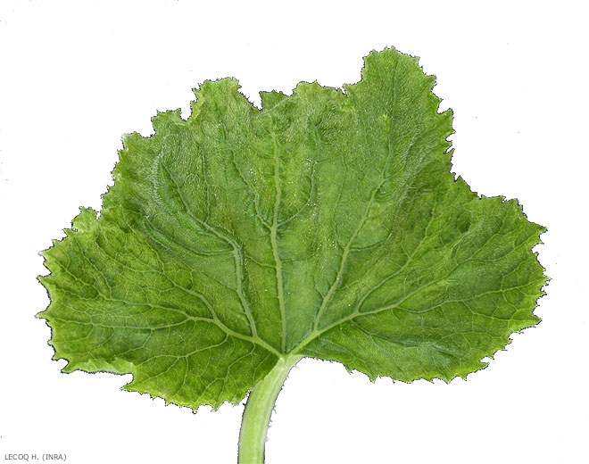 ToLCNDV1