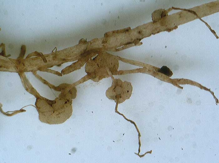 Root galls or cankers. <b><i>Spongospora subterranea</i></b> (powdery scab)