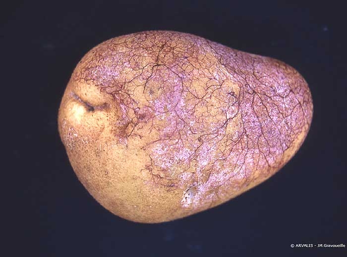 Tuber infected by violet root rot (<b><i>Rhizoctonia crocorum</b></i>), bearing purplish mycelium hypha and evolving into rot.