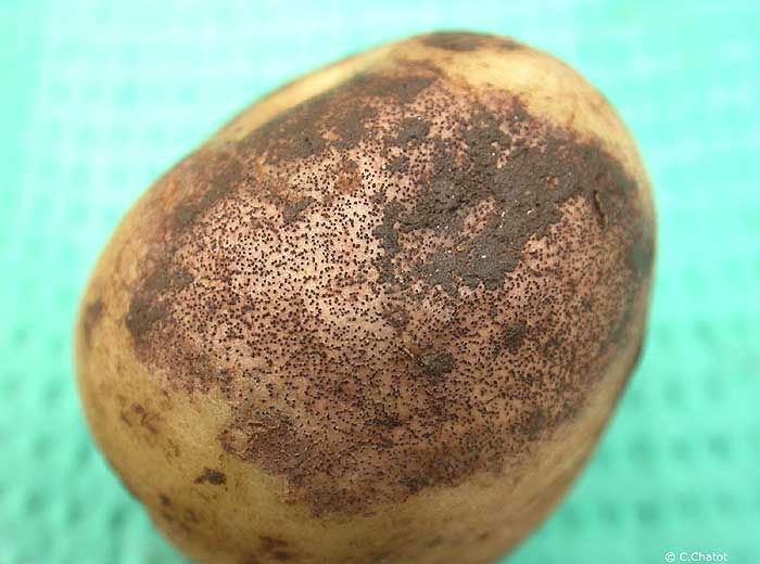Small black sclerotia (<i><b>Rhizoctonia crocorum</i></b>) on tuber.