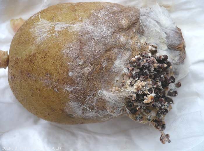 Spectacular symptoms of numerous sclerotia bursting out of rotten tubers. <i><b>Sclerotium rolfsii</i></b> (stem rot)