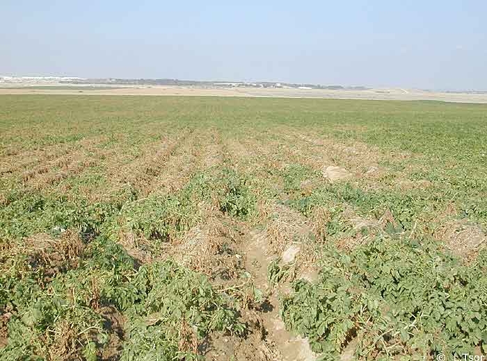 Verticillium wilt, wilting and senescence, occurring in scattered diseased patches. <i><b>Verticillium </i>sp.</b>

