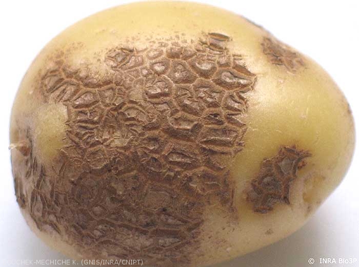 Superficial polygonal corky lesions (or spots)
<i><b>Streptomyces</i> spp.</b>