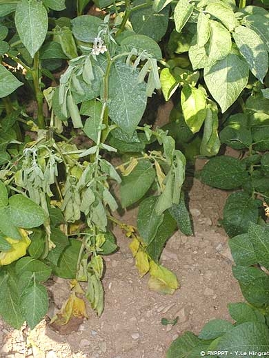 Partial plant wilting. <b><i>Pectobacterium</i> spp. ou <i>Dickeya </i>spp.</b> (blackleg)