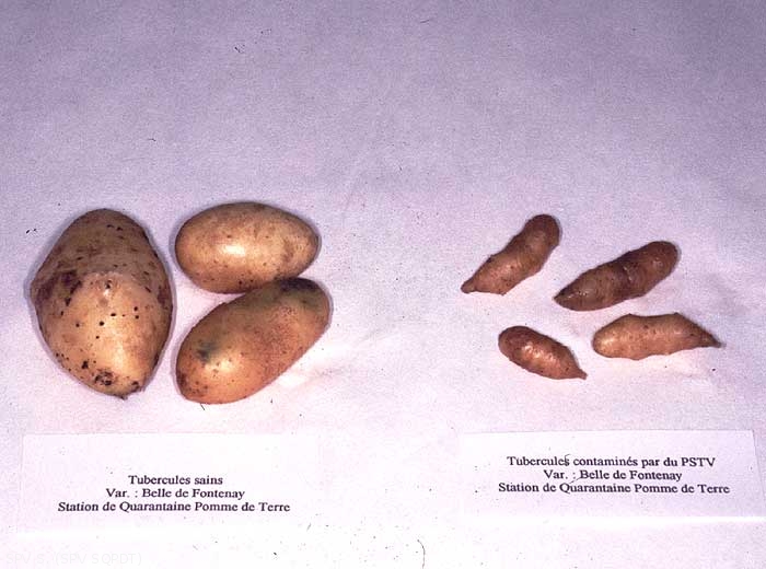 Elongated, pear-shaped and knobbly potato tubers from a plant infected by <b><i>Potato Spindle Tuber Viroid</i></b> (PSTVd) (healthy tubers on the left).
