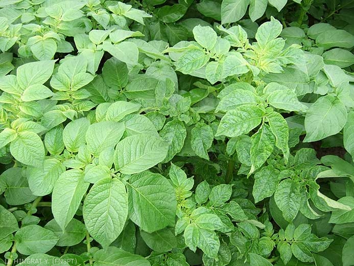 Crinkling with severe leaf deformation and mosaic pattern in a potato plant infected by <i><b>Potato Virus Y</i></b> (PVY) (right), compared to the smooth foliage of the healthy plant (left)
